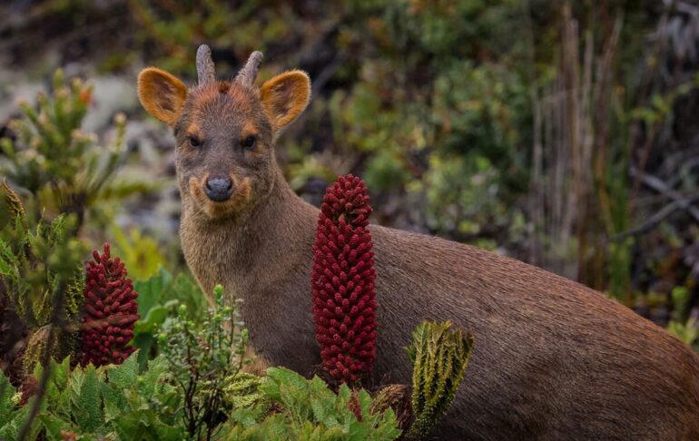 Así es un pudú en su hábitat || Ladera Sur