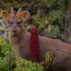 Pudú
