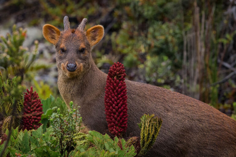 Pudú