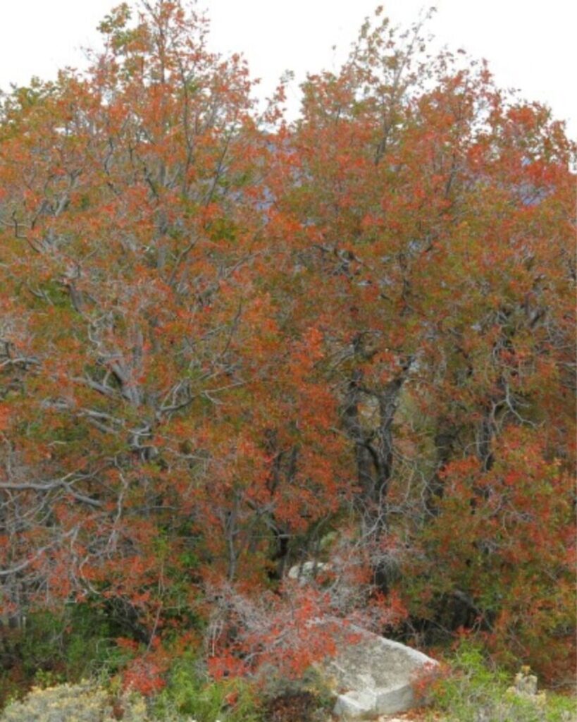 Roble de Santiago