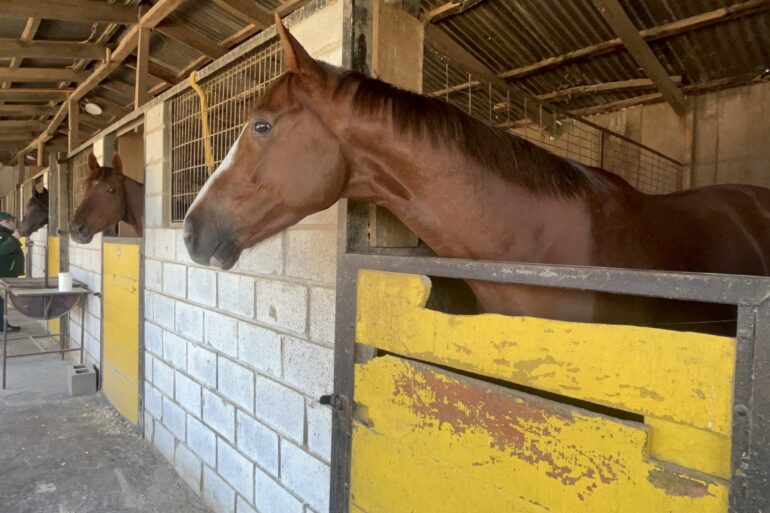 SAG caballos Club Hípico