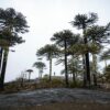 Araucarias