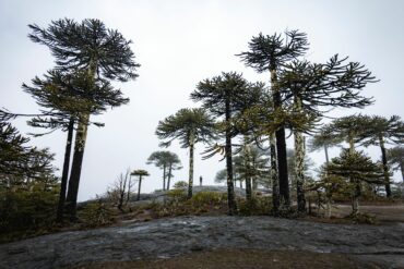 Araucarias