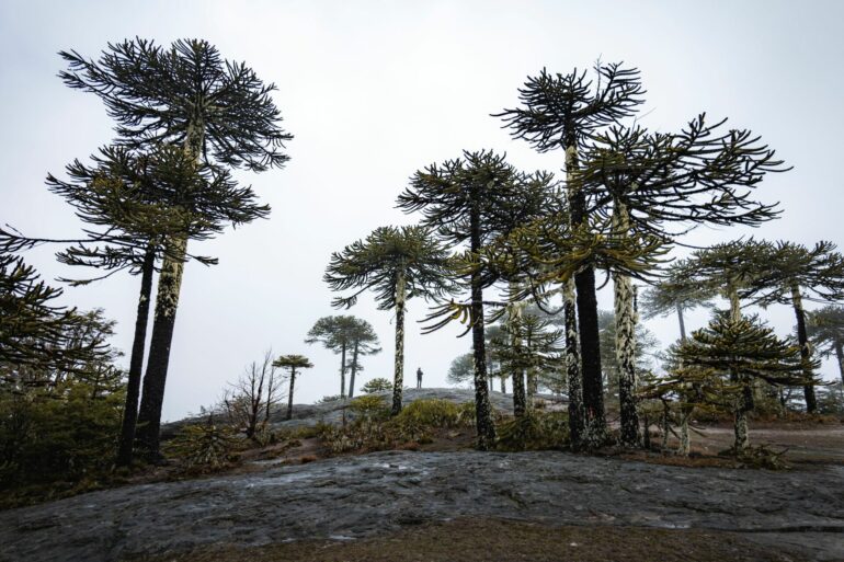 Araucarias