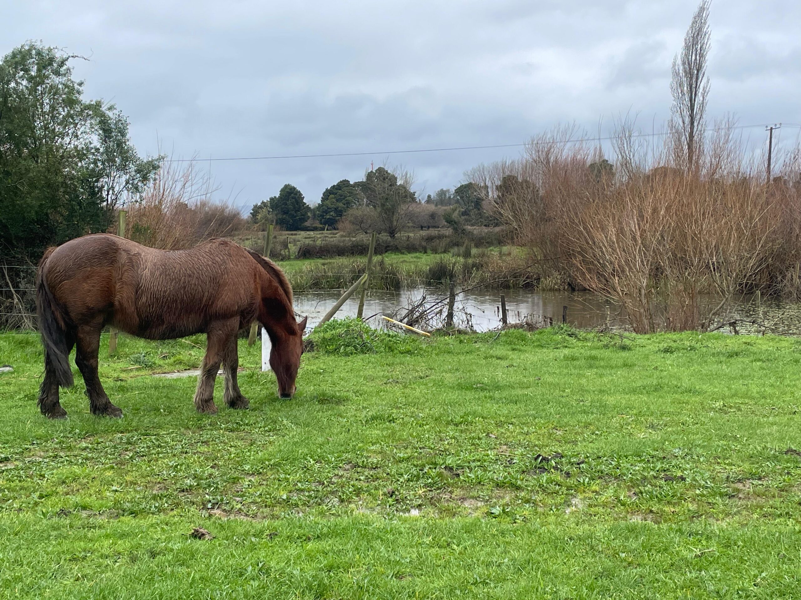 Caballo