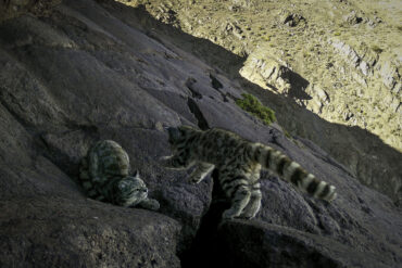 Gato andino Cordillera de la Costa