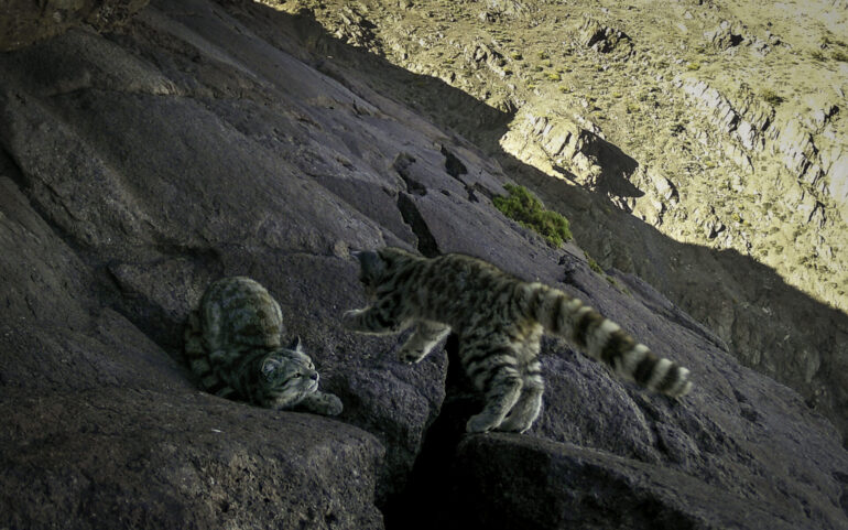 Gato andino Cordillera de la Costa