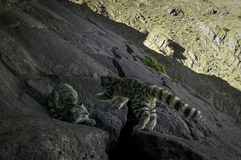 Gato andino Cordillera de la Costa