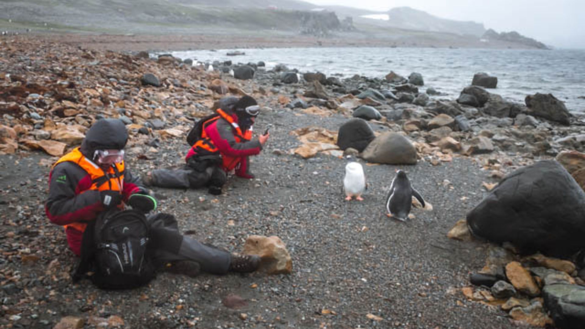Pingüinos