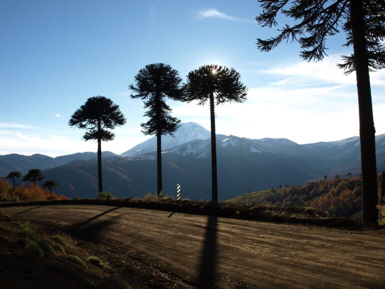 Camino rural provincia de Arauco