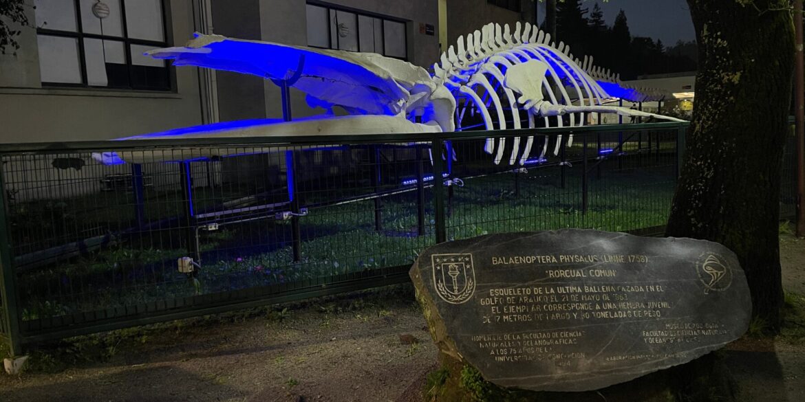 Esqueleto Ballena UdeC