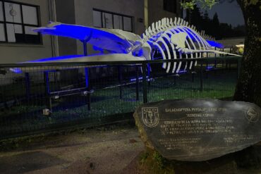 Esqueleto Ballena UdeC
