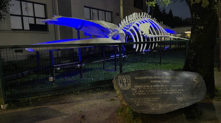 Esqueleto Ballena UdeC