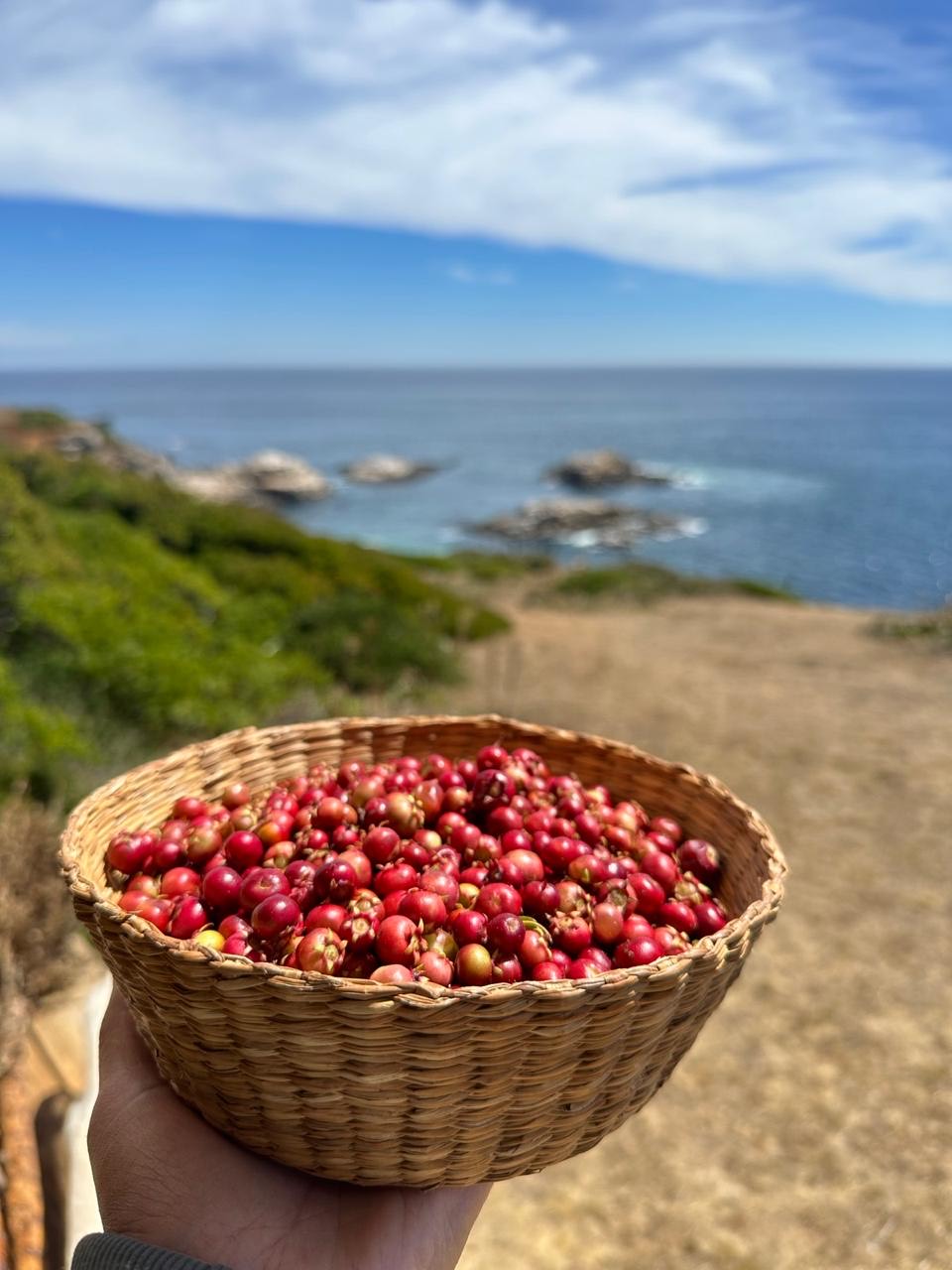 Frutos silvestres Chaltumay Caleta Perone