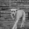 Animales