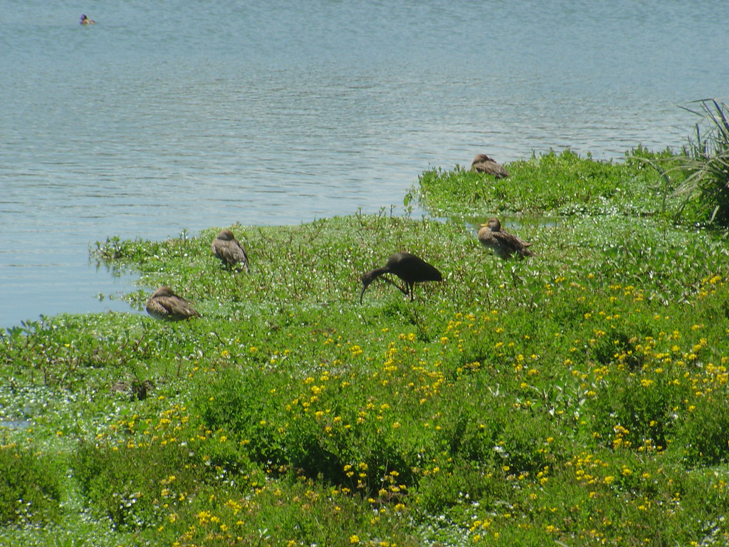 Laguna de Huachipato
