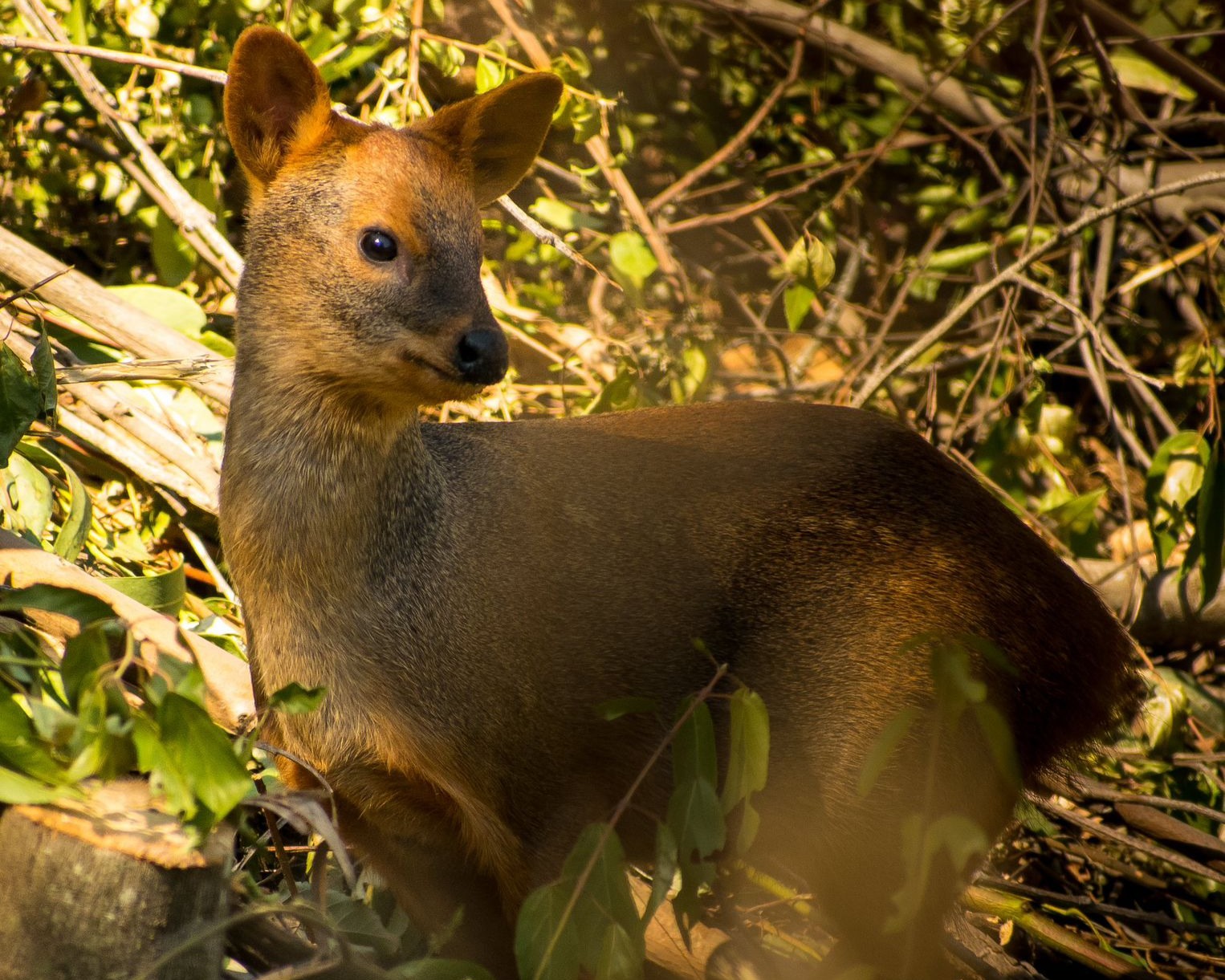 Pudú Parque Nacional Nonguén