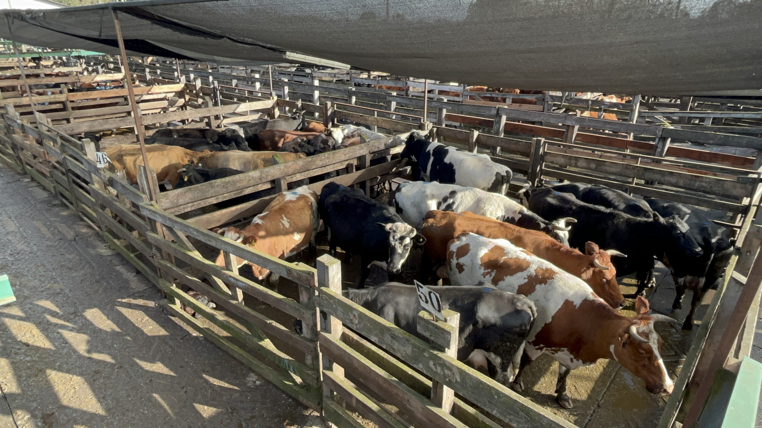 Vacas feria de ganado Los Ángeles