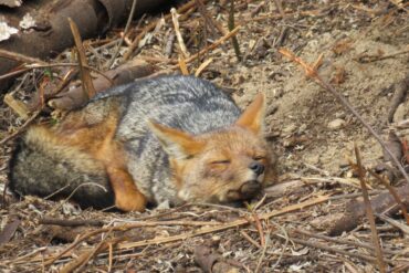 Zorro Culpeo Parque Nacional Nonguén