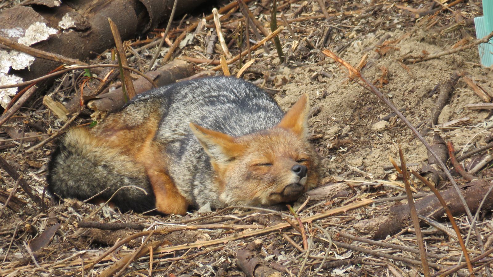 Zorro Culpeo Parque Nacional Nonguén