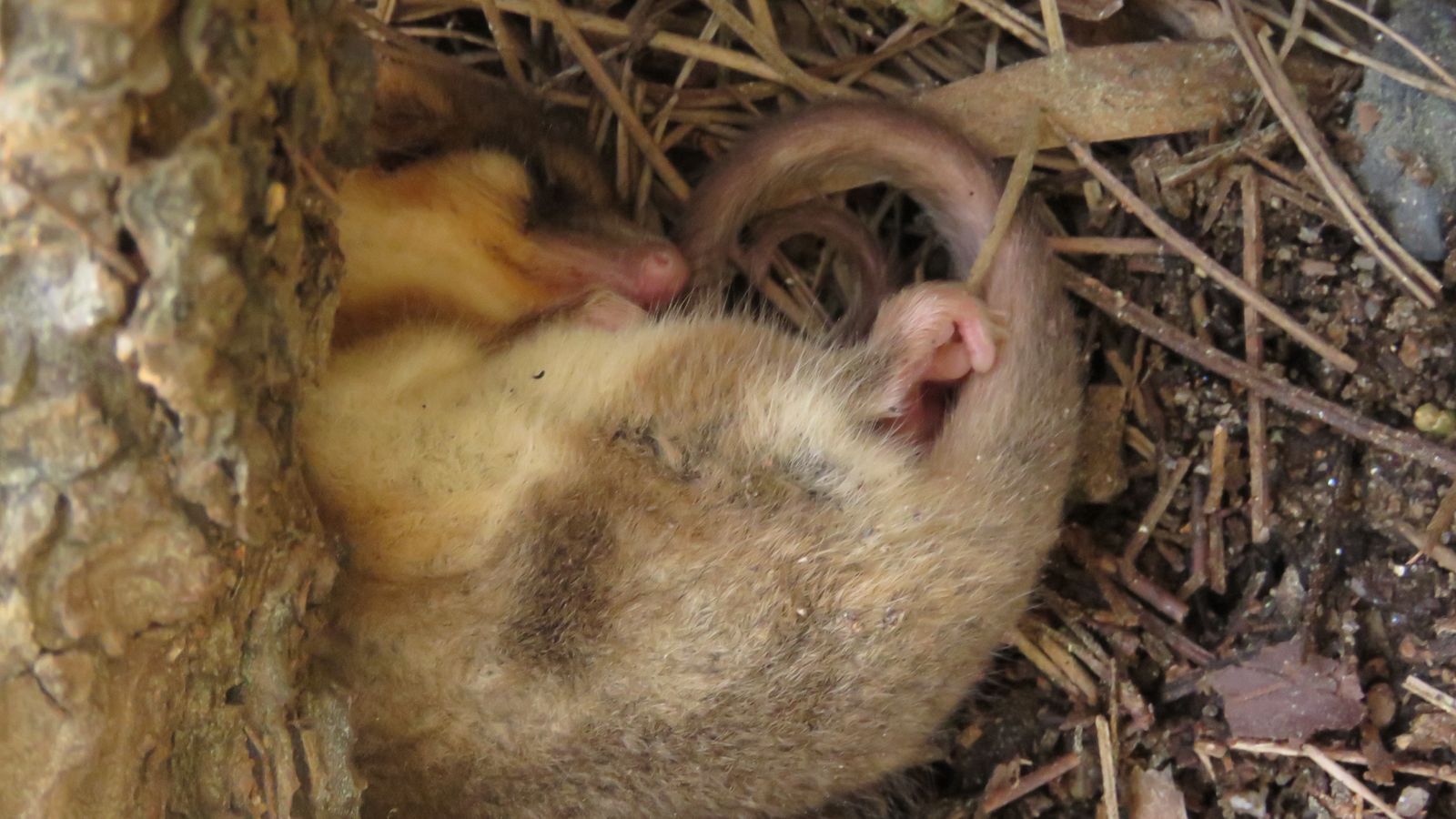 Monito del monte Parque Nacional Nonguén