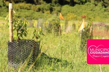 Plantación en Fundo Coihueco | Edición: Sala de Prensa