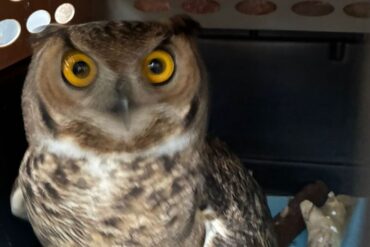 Tucúquere liberado Tucapel