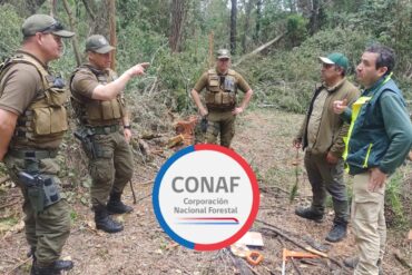 Inspección de los resultados de la tala ilegal en el parque | Edición: Sala de Prensa