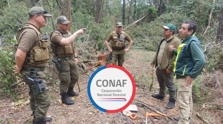 Inspección de los resultados de la tala ilegal en el parque | Edición: Sala de Prensa