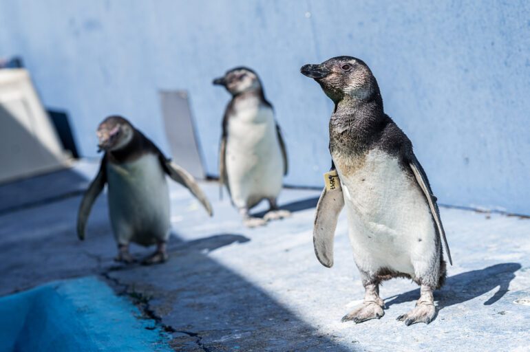 Pingüinos magallánicos