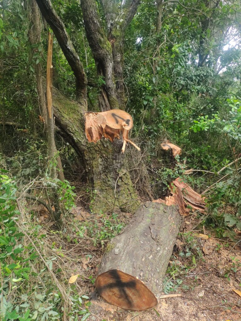 Resultados de la tala ilegal | Foto: Secretaría de Comunicaciones