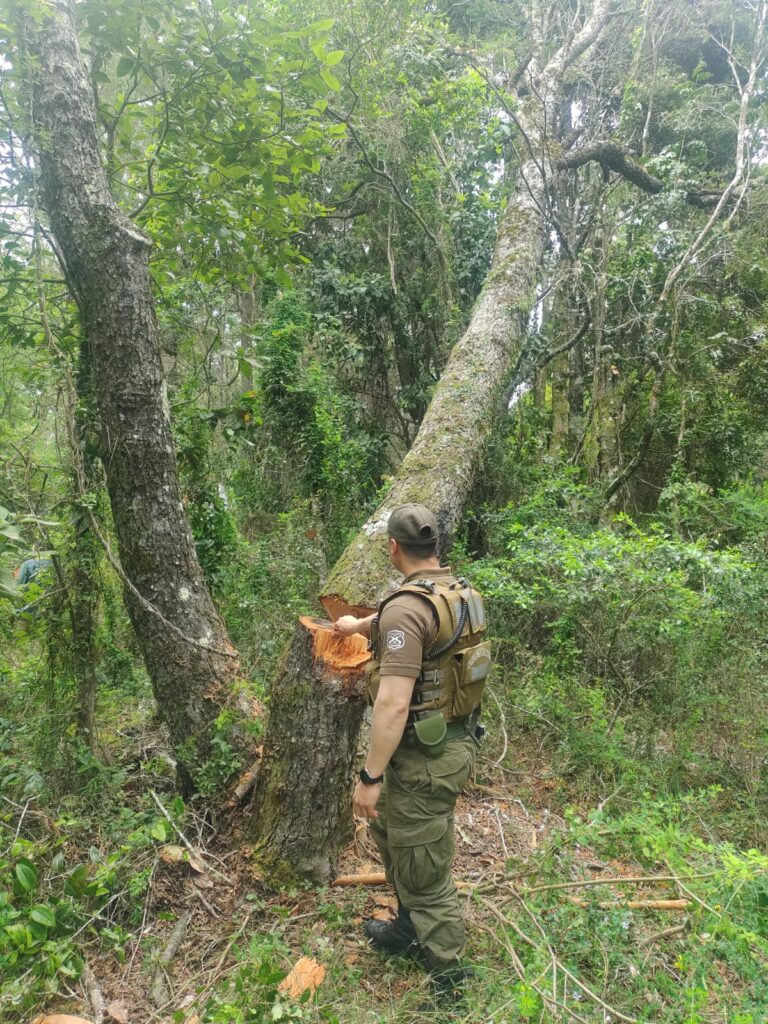 Tala ilegal en el Parque Nacional Nonguén | Foto: Secretaría de Comunicaciones