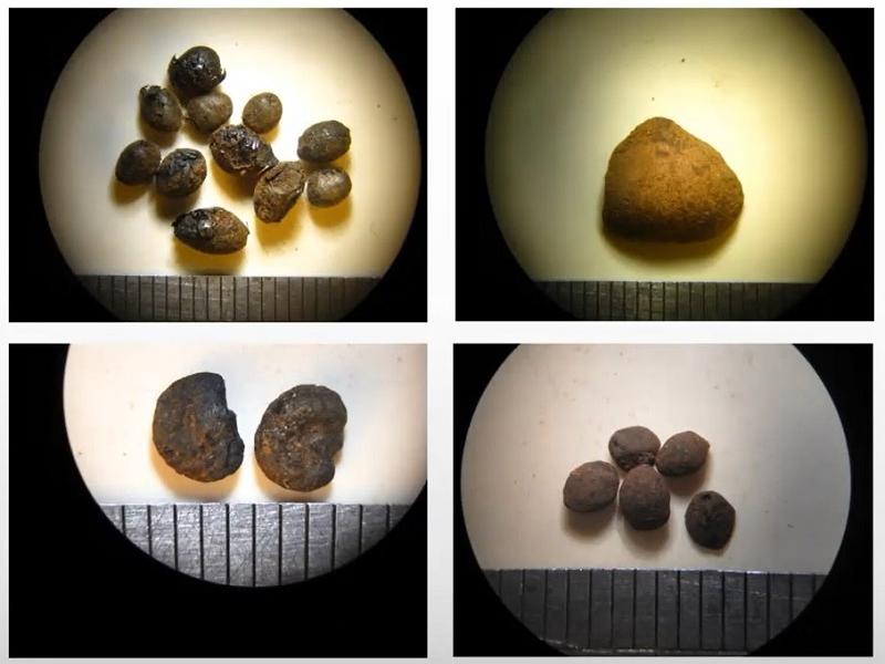 Arqueobotánica Sitio Playa Negra 1