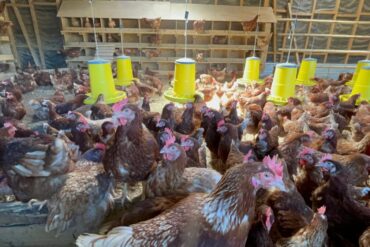 Aves domésticas gallinas