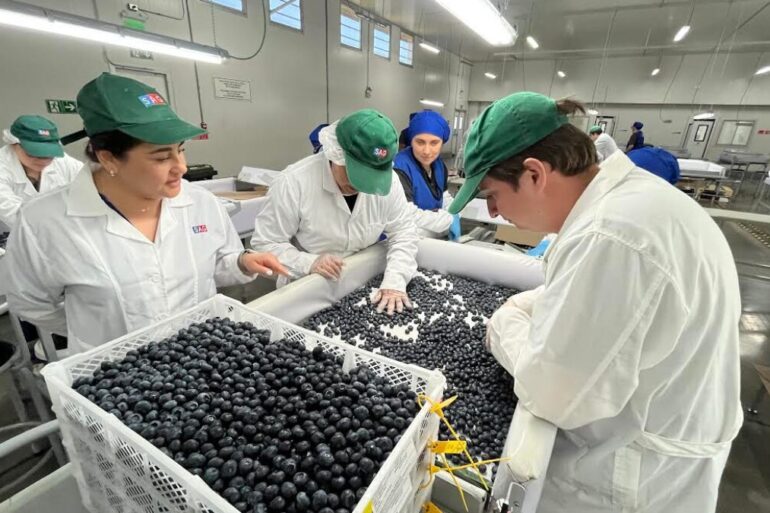 Inspección SAG Cabrero