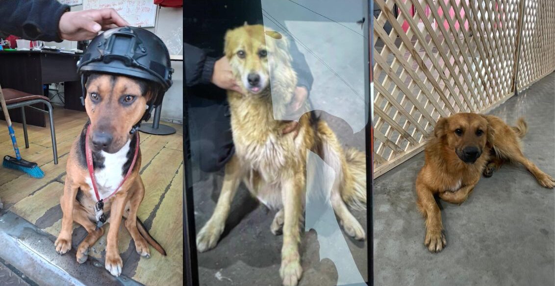 Perros Vega Monumental