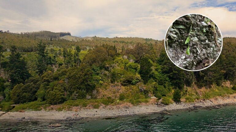 Quebrada Honda Tomé Foto Sala de Prensa