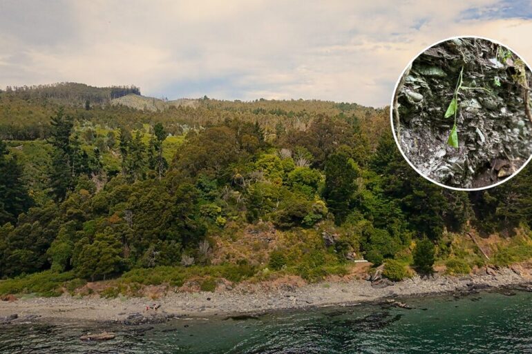 Quebrada Honda Tomé Foto Sala de Prensa