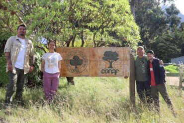 Rescate árboles nativos Juan Fernández Agronomía UdeC CONAF
