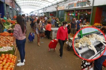 Vega Monumental Maltrato Animal