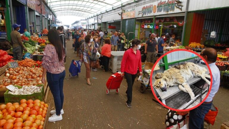 Vega Monumental Maltrato Animal