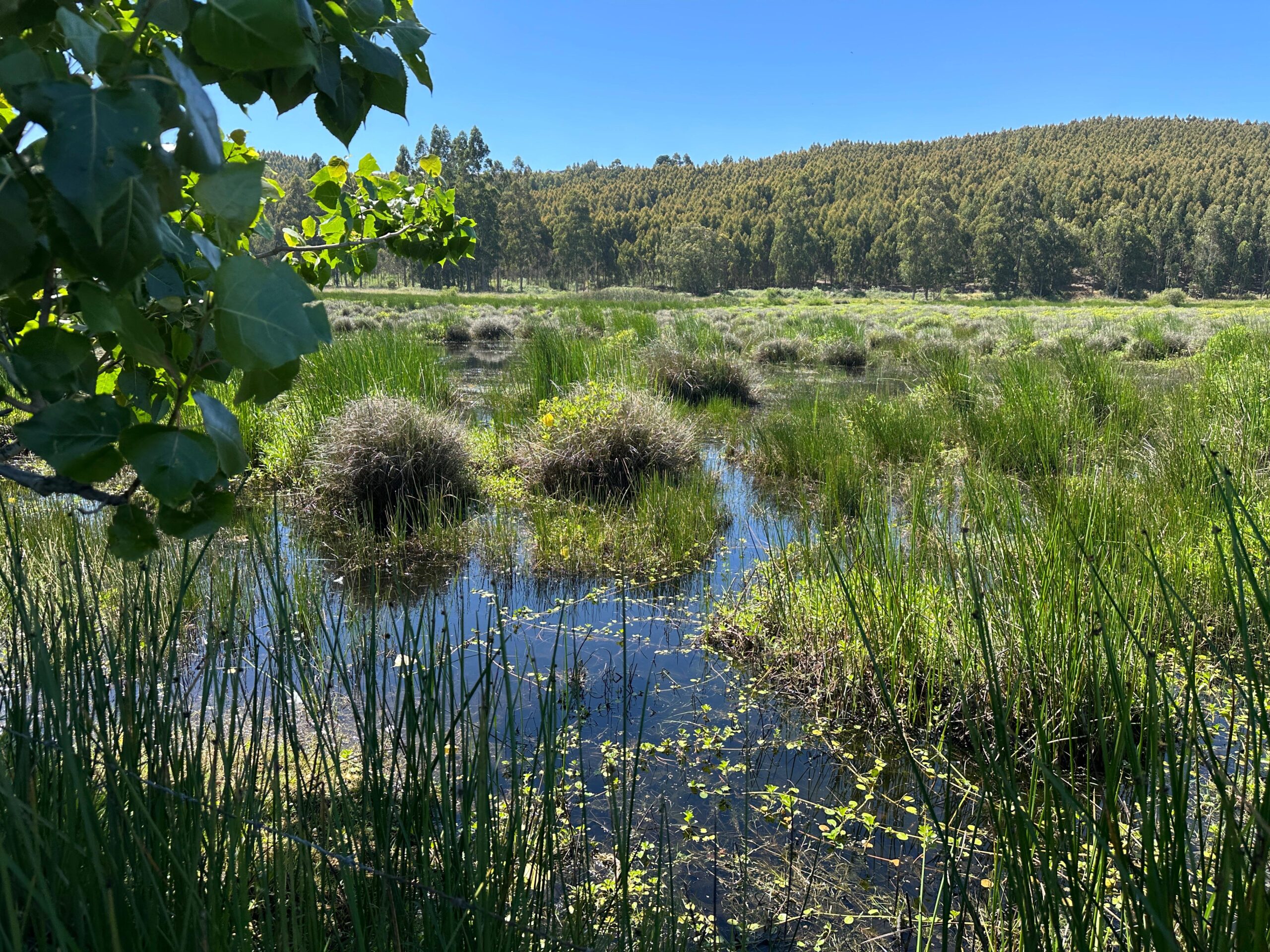 Humedales del río Andalién en Sitios Playa Negra