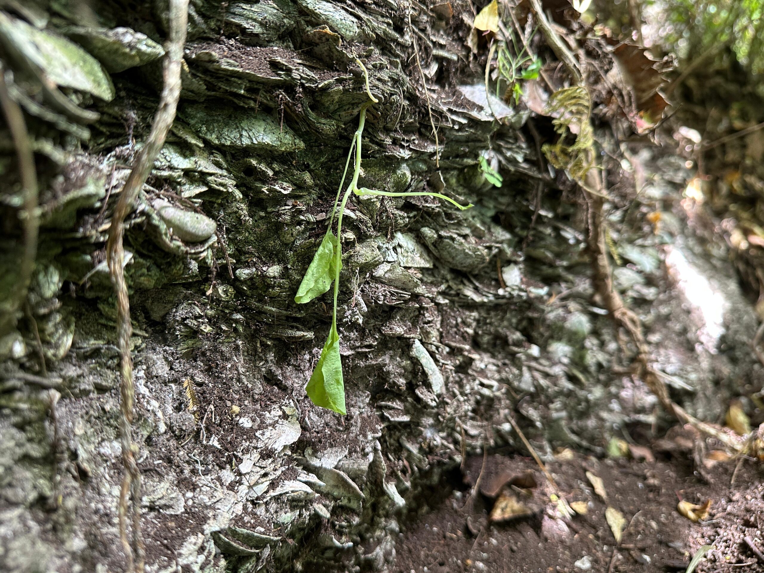 Sitios Quebrada Honda conchal