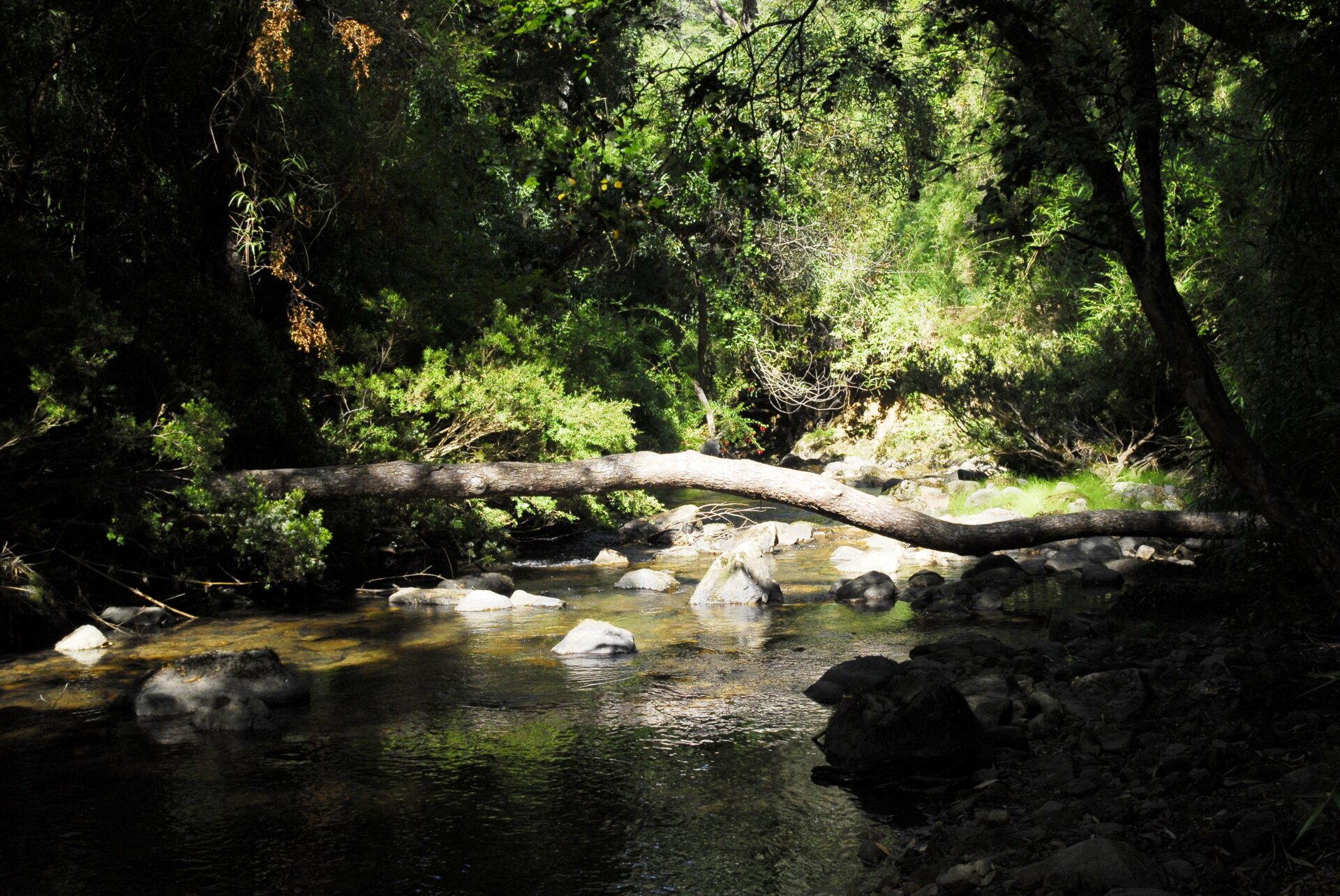 Parque Nacional Nonguén incendio forestal