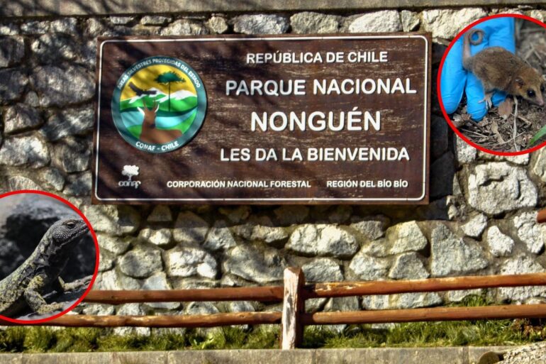 Parque Nacional Laja y Valle Nonguén