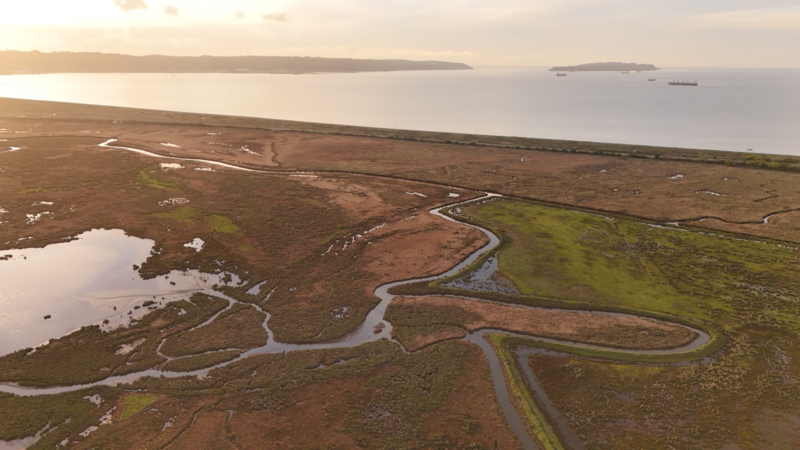 Humedal Rocuant Andalién está protegido por ley