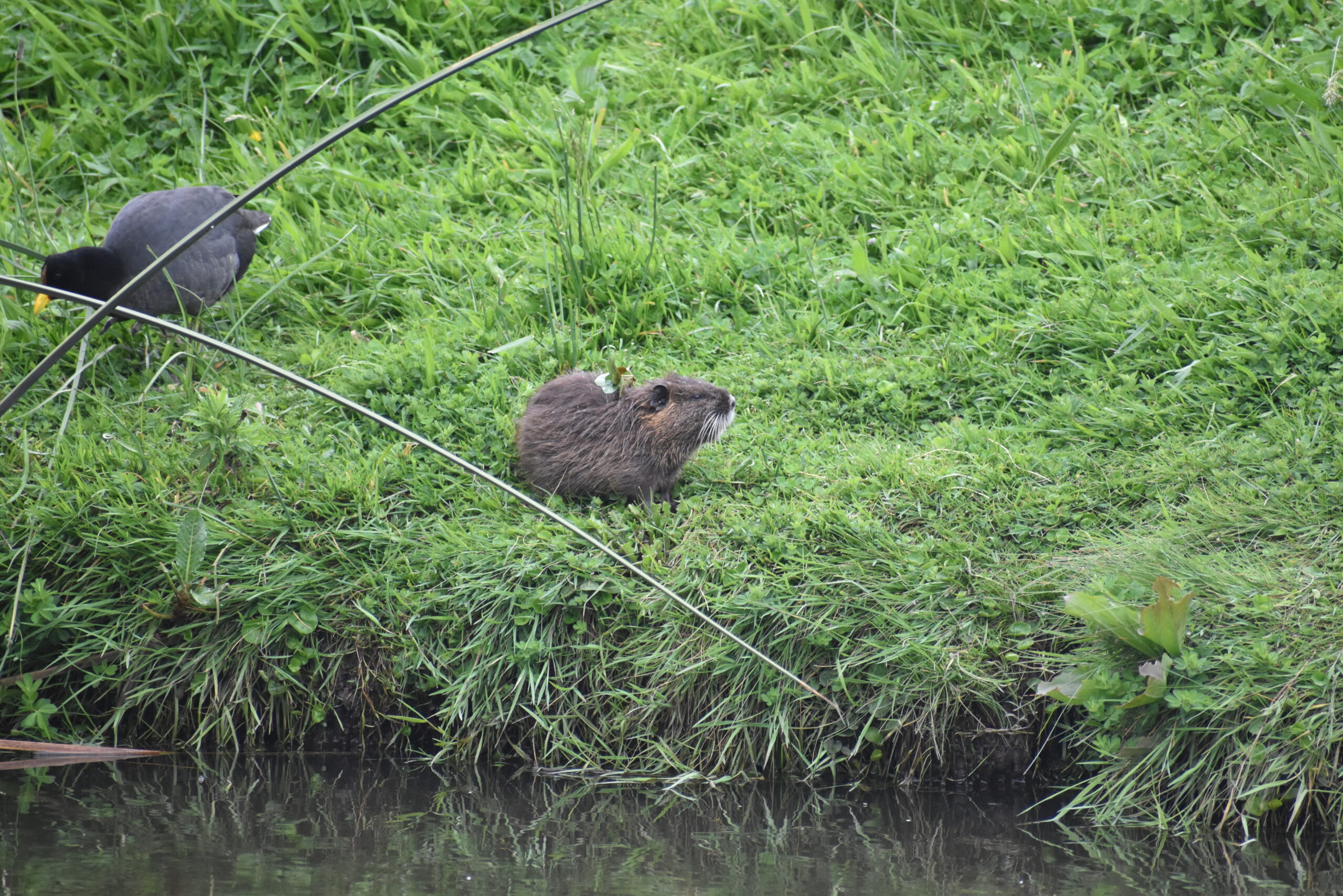 Humedal Rocuant Andalién animales