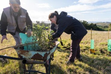 Reforestación bosque nativo