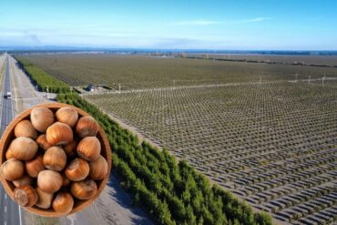 Avellano Europeo Arauco