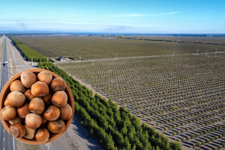 Avellano Europeo Arauco